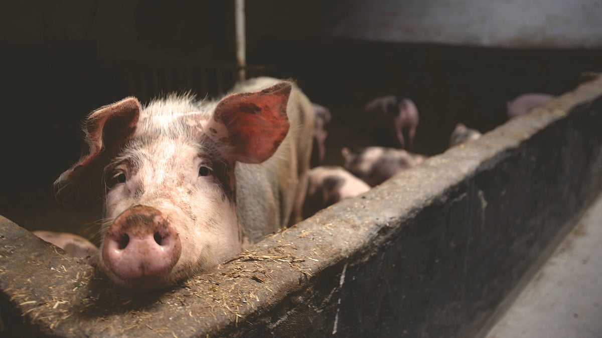 Meghalaya bans import of pigs after unusual deaths in Assam, Arunachal 