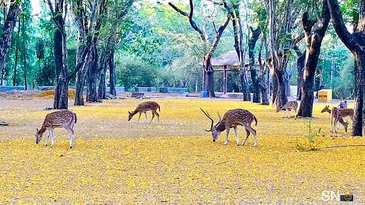 Mother celebrates lockdown: Check out beautiful pics of Sanjay Gandhi National Park