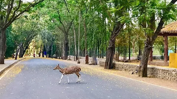 Mother celebrates lockdown: Check out beautiful pics of Sanjay Gandhi National Park