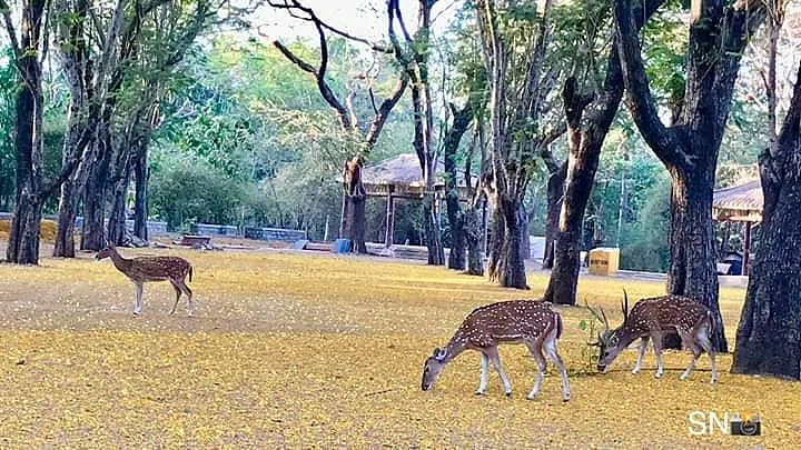 Mother celebrates lockdown: Check out beautiful pics of Sanjay Gandhi National Park
