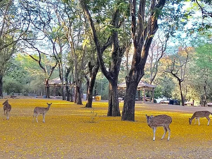 Mother celebrates lockdown: Check out beautiful pics of Sanjay Gandhi National Park