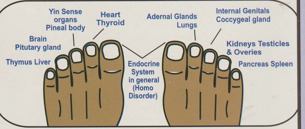Just like nails, toenails too are associated with particular organs/ glands.