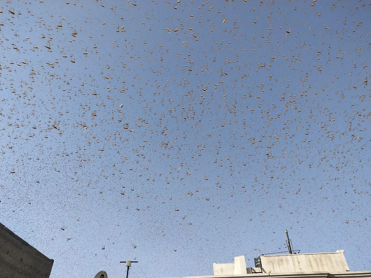 What's going on 2020? Amid coronavirus and Cyclone Amphan, locust plague hits Rajasthan