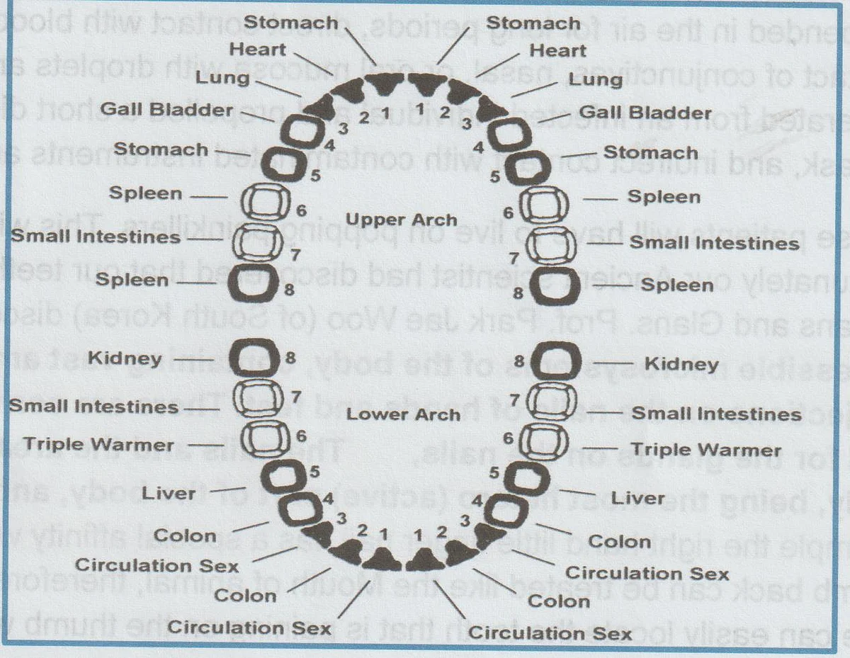 Each tooth has a link to a vital body organ.