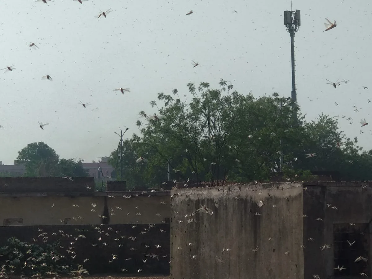 What's going on 2020? Amid coronavirus and Cyclone Amphan, locust plague hits Rajasthan