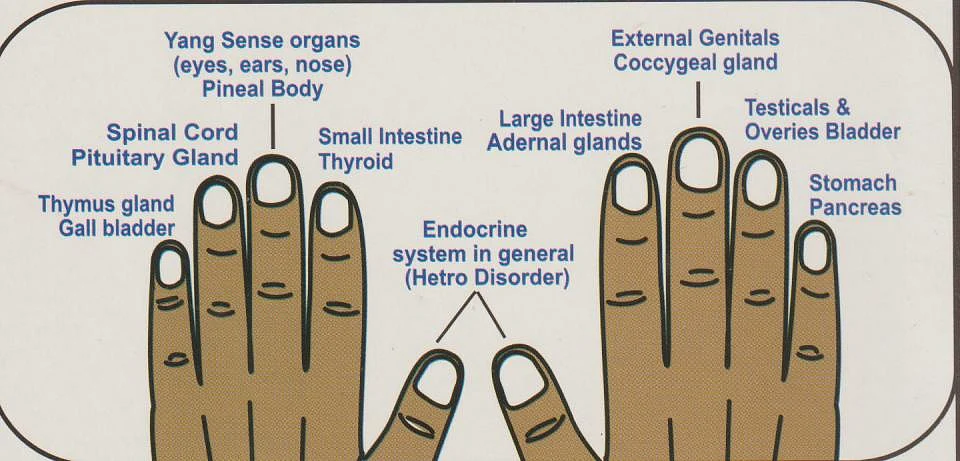The diagram shows how each nail is connected to a specific organ/ glands.
