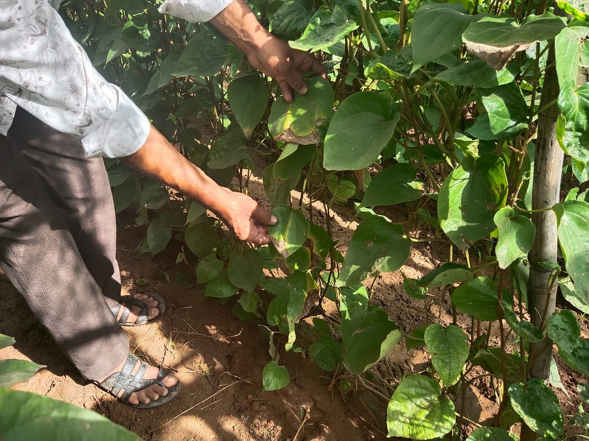 Bhanpura: Betel cultivators heave over heap of rotten crop