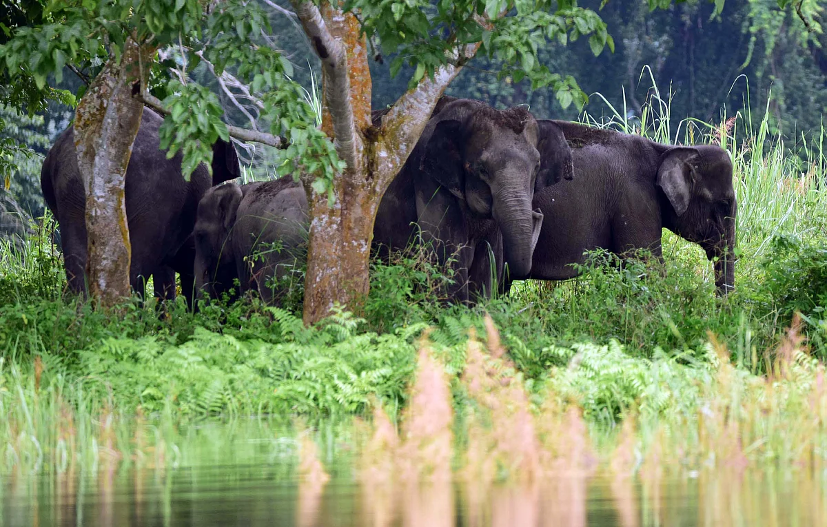 In pics: Floods wreak havoc in 33 districts of Assam