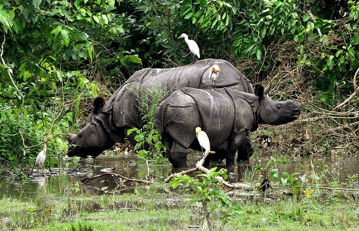 In pics: Floods wreak havoc in 33 districts of Assam