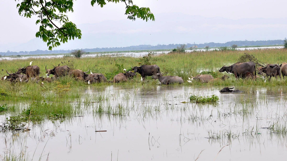 In pics: Floods wreak havoc in 33 districts of Assam
