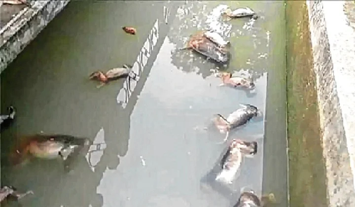 Meat bomb kills jackal, 12 arrested in Tamil Nadu