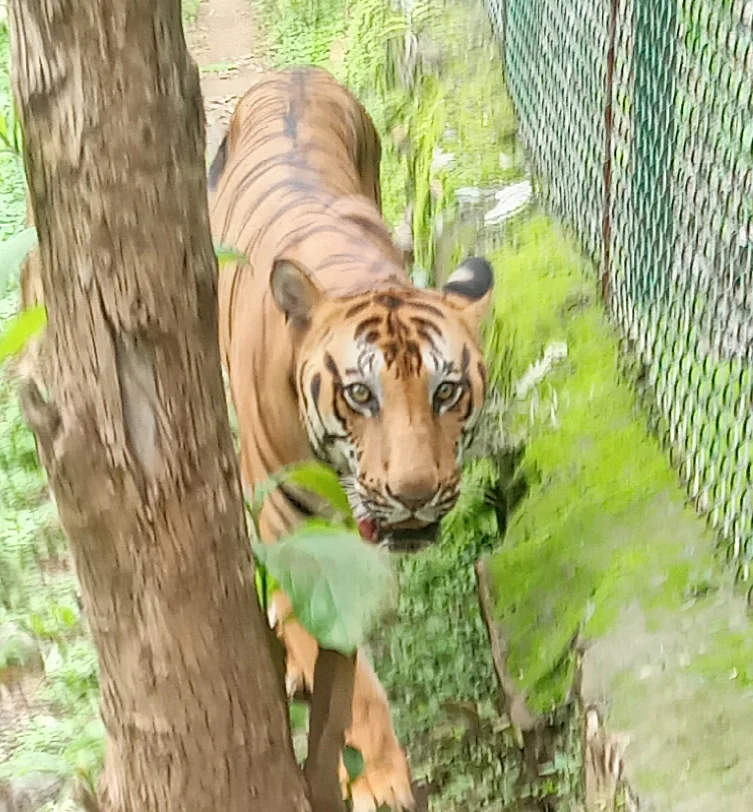 10-year-old captive Bengal tiger dies due to malignant cancer in Sanjay Gandhi National Park