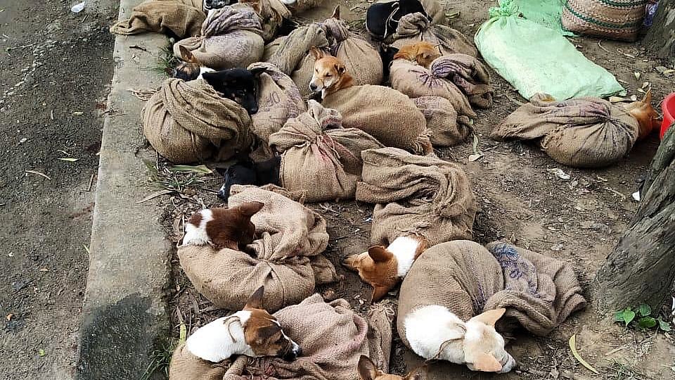Nagaland bans sale of dog meat after picture of dogs tied in sacks go viral