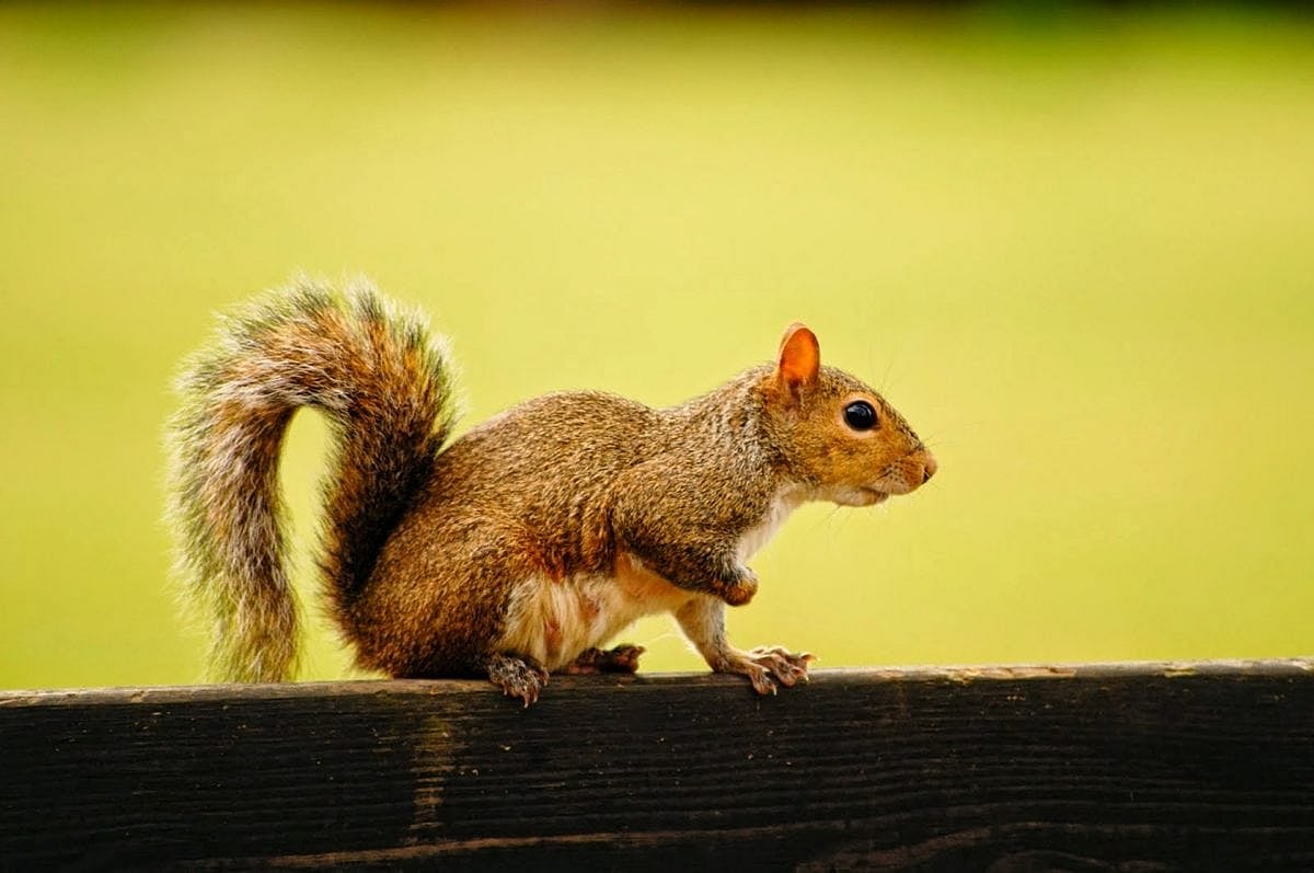 In Colorado, squirrel tests positive for bubonic plague