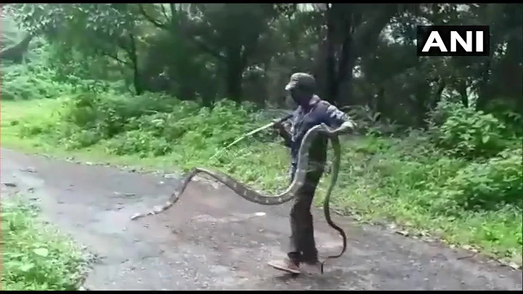 15-feet-long King Cobra rescued from Tamil Nadu village - check out pictures