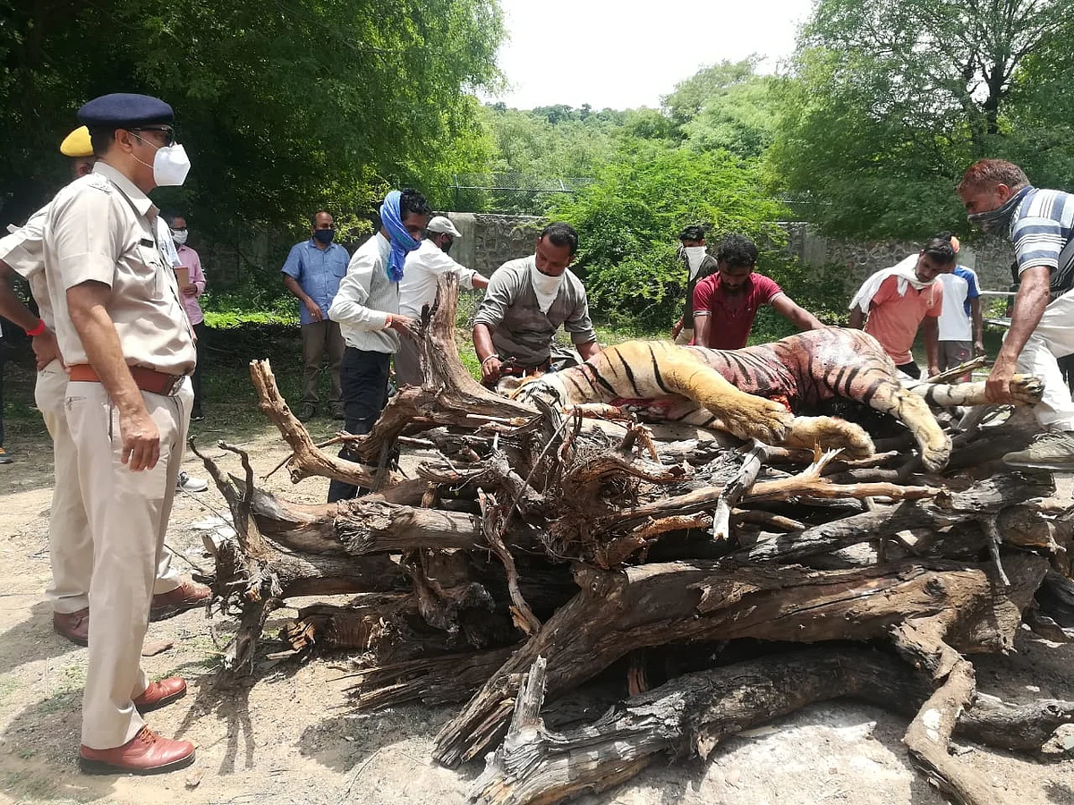 A tale of heartbreak: Tiger who walked 150 km to meet its mate found dead