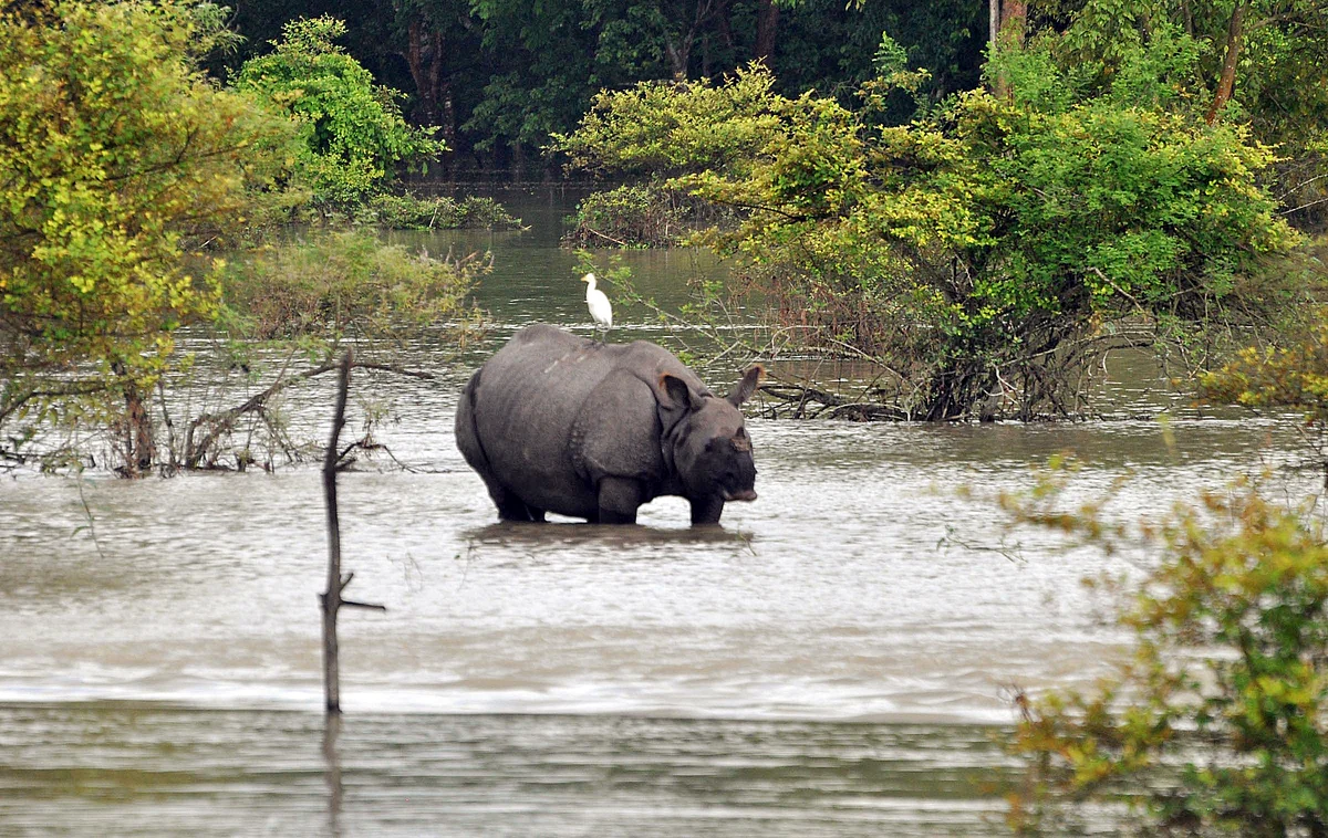 A one-horned rhinoceros wades through the floodwater inside the Pobitora Wildlife Sanctuary at Morigaon district, in Guwahati on Thursday.