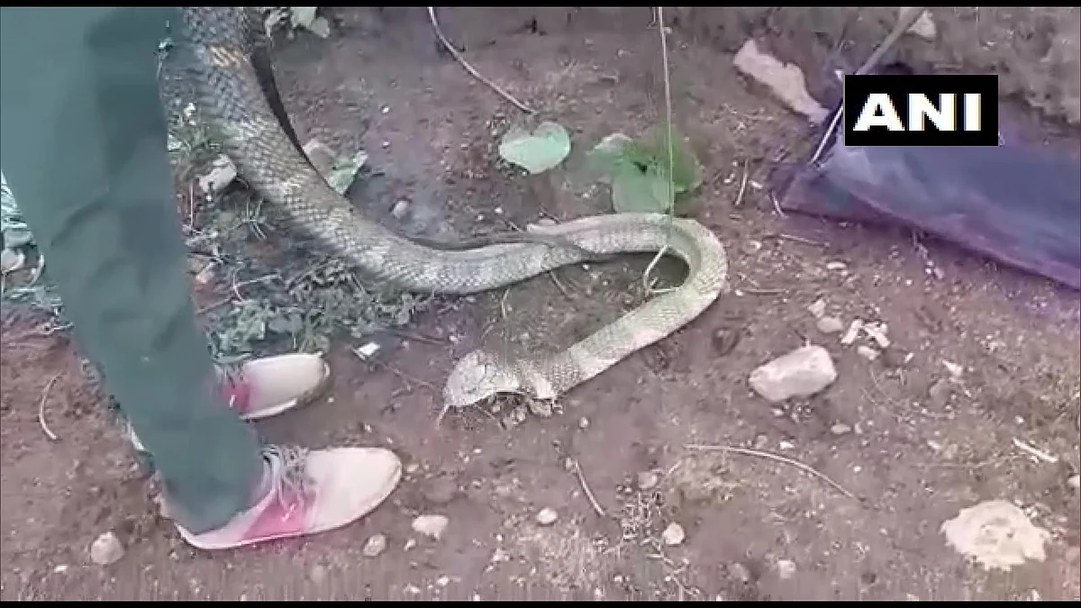 15-feet-long King Cobra rescued from Tamil Nadu village - check out pictures
