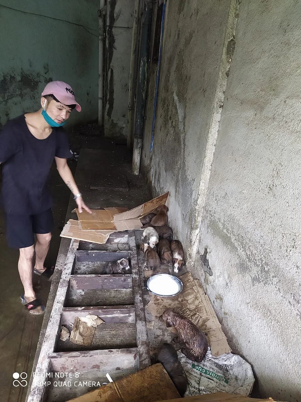 Humanity in times of crisis: Watchman saves 10 adorable puppies amid heavy rains in Thane