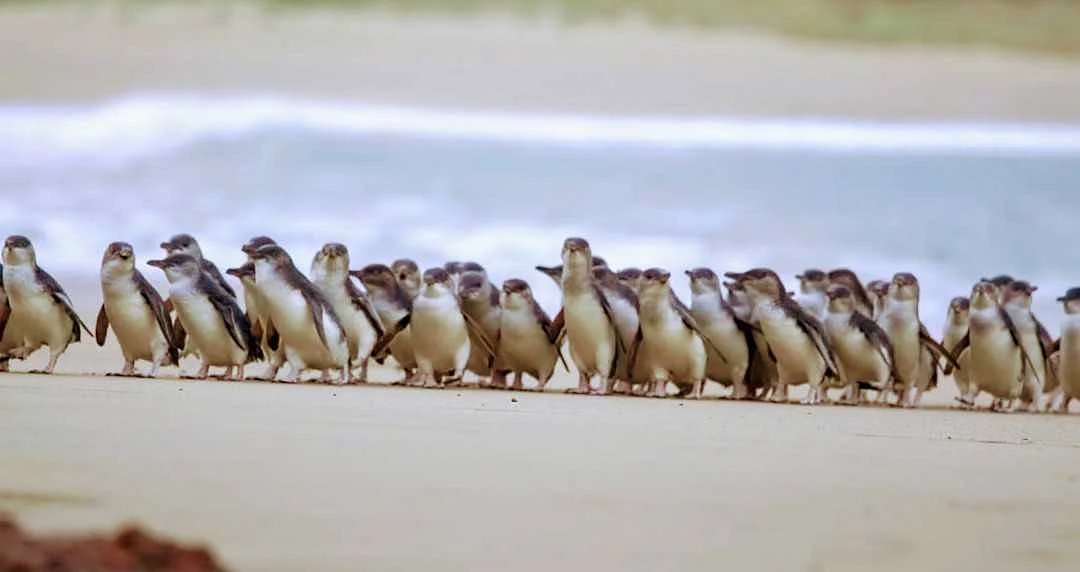 Watch Phillip Island’s much-loved Penguin Parade from your living room