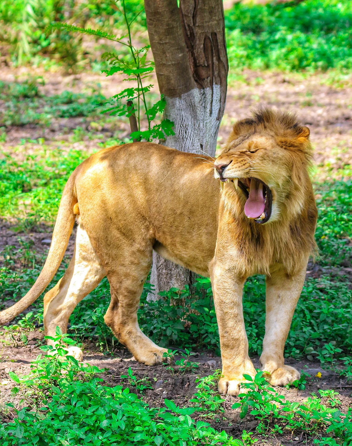 Indore: On World Lion Day, city zoo celebrates the highest lion population in India