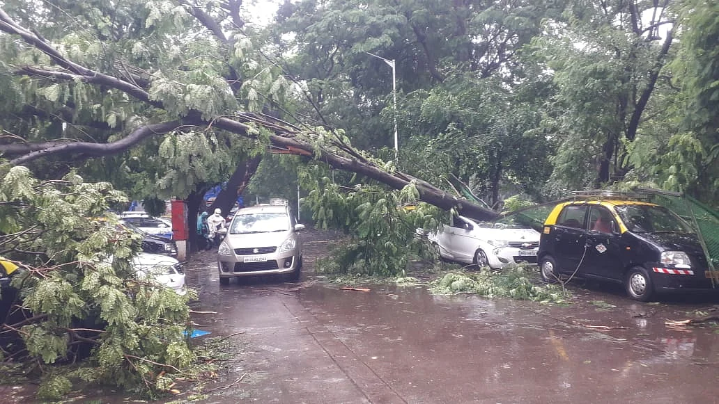 Tree collapses near Mahalaxmi racecourse