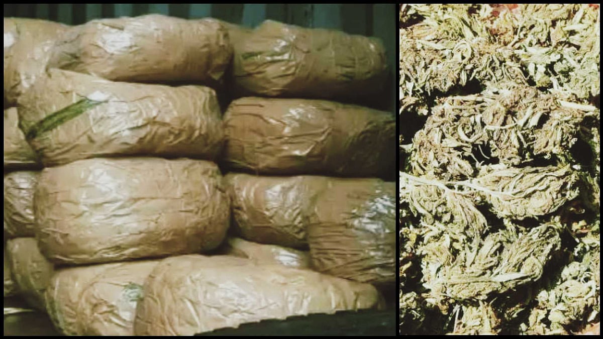 59 gm vs 500 kg: As Kerala Enforcement Squad seizes 500 kg dry Ganja, Twitter asks whereabouts of NCB