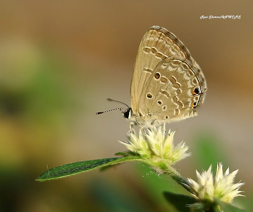 Plains Cupid Butterfly