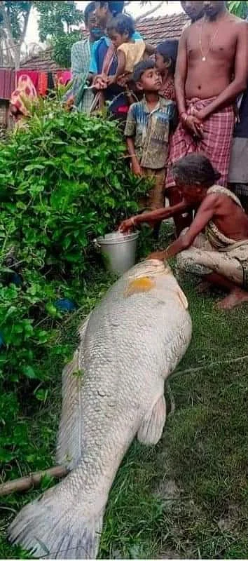 Too Mach: 52kg fish sells for Rs 3 lakh in Sundarbans