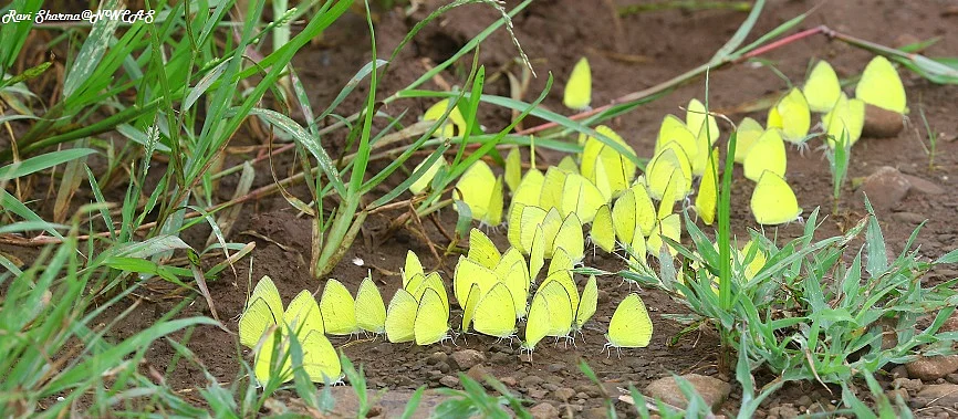 Group of grass yellow butterflies spotted in grass