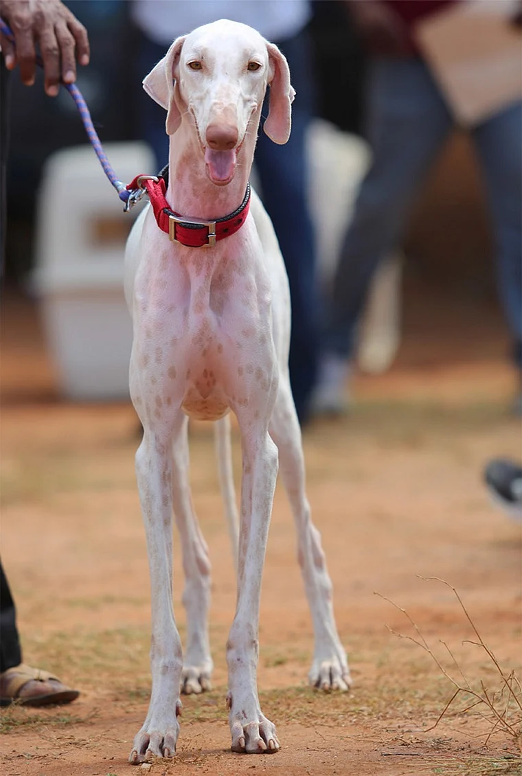 Mudhol Hound