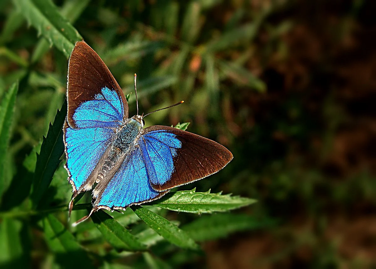 Peacock Royal Butterfly, first time spotted in Indore