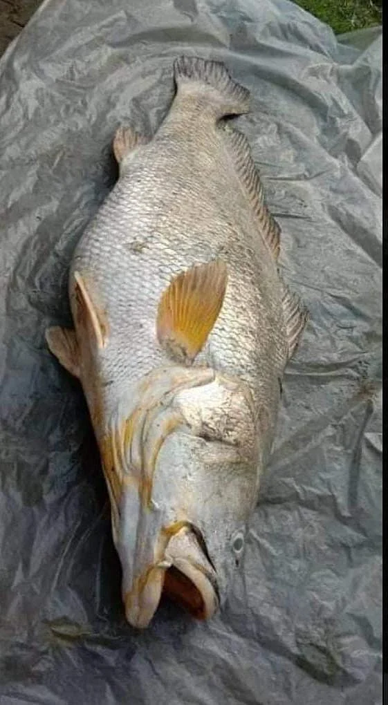 Too Mach: 52kg fish sells for Rs 3 lakh in Sundarbans