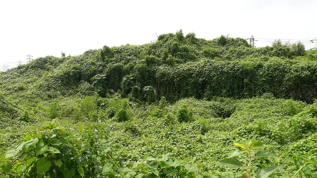 Mulund: From wasteland to greenhouse; journey of a dumpyard
