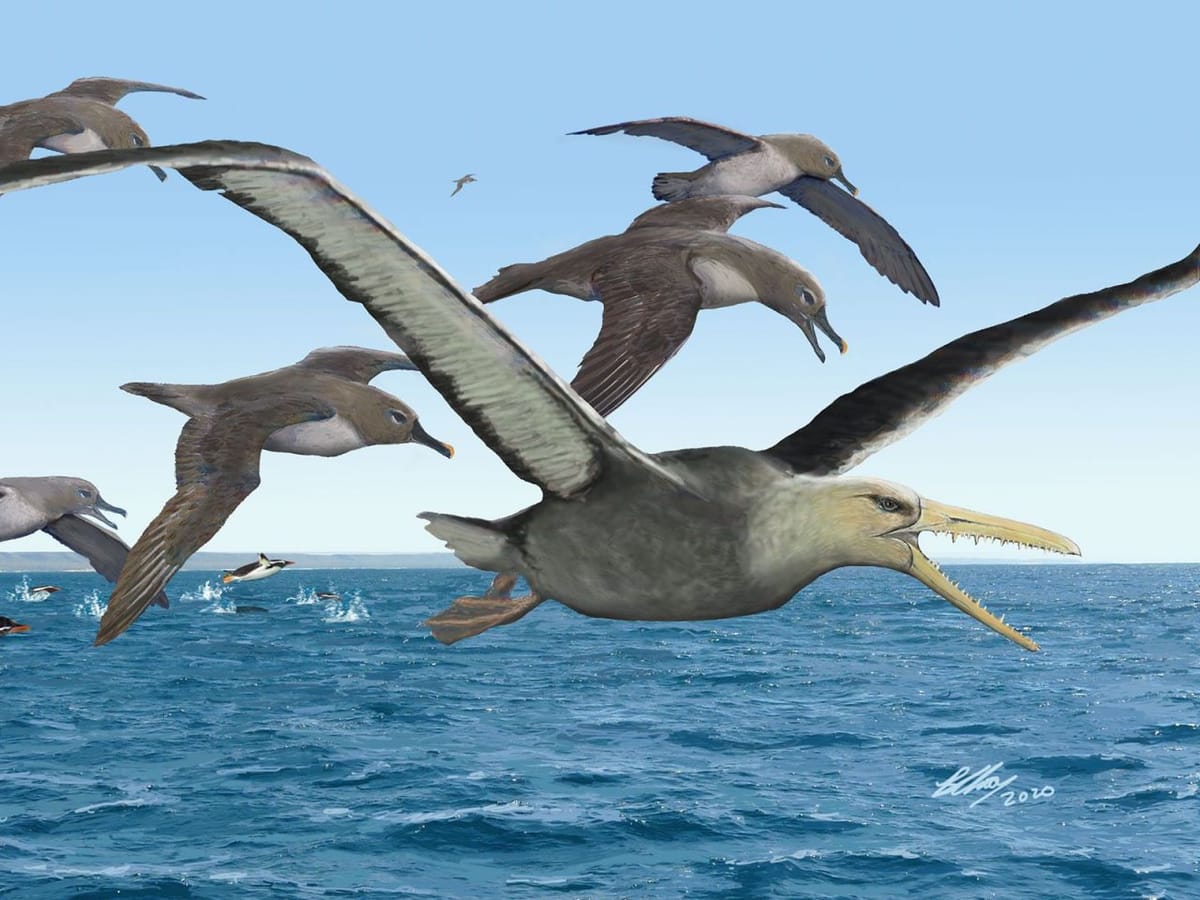 Fossil Of 50 million year old Giant Bird With 21 foot Wingspan Identified