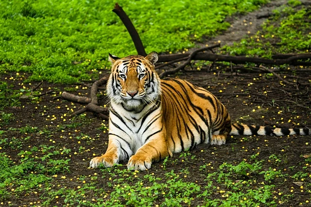 Bengal Tiger