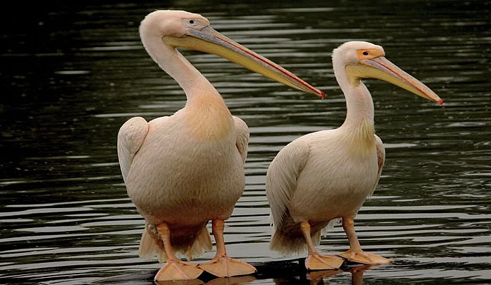 Rosy Pelicans