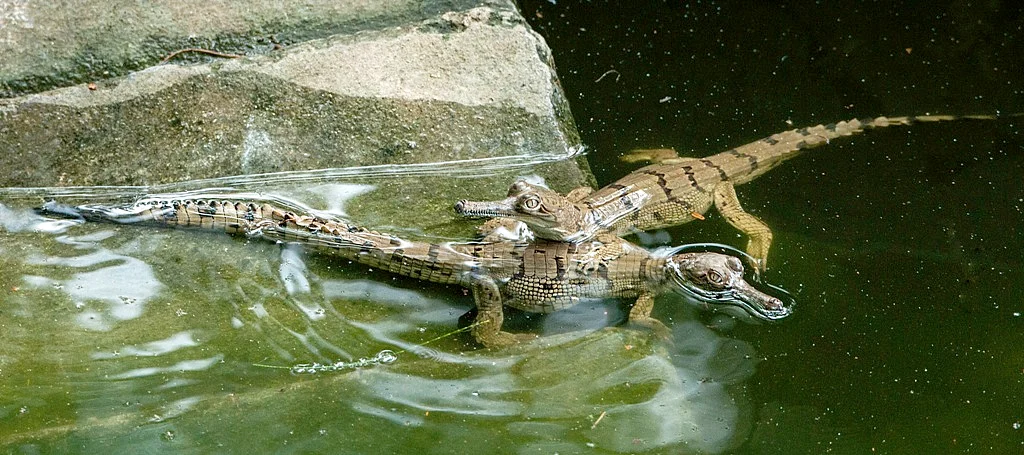 Mugger Crocodile