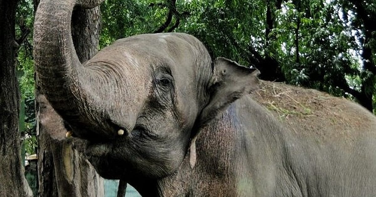 Tamil Nadu: CBI launches investigation in deaths of elephants, poaching in forests - Vimarsana News
