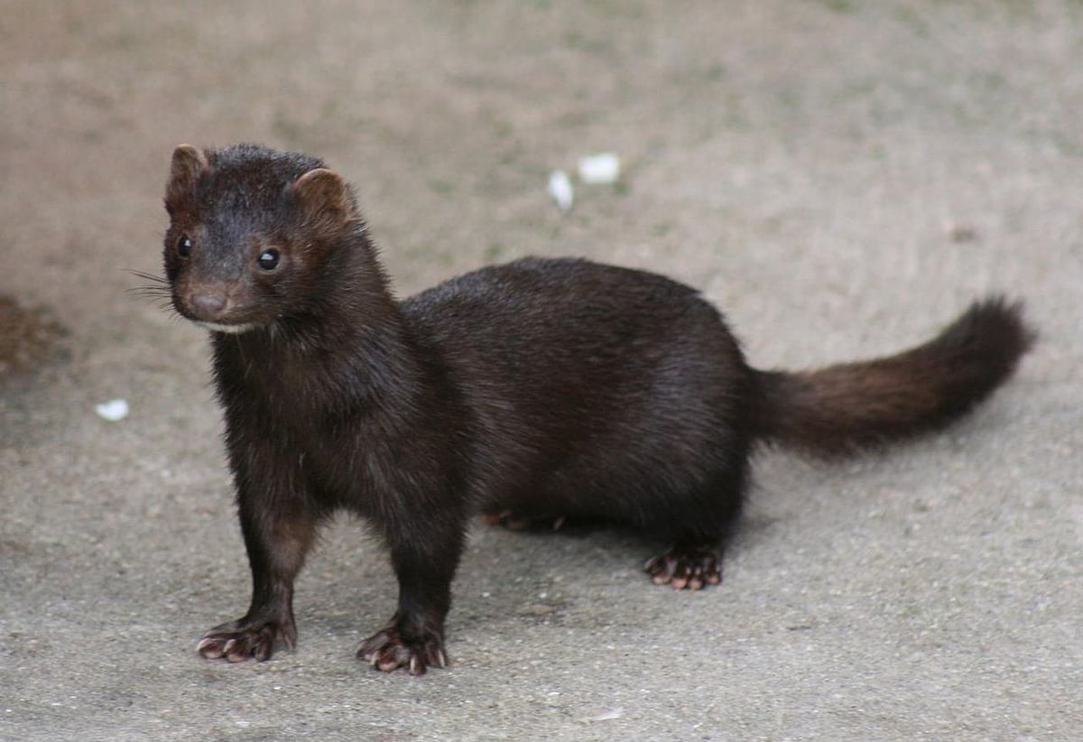 Culled over COVID19 fears, 'zombie' mink rise from mass graves in Denmark