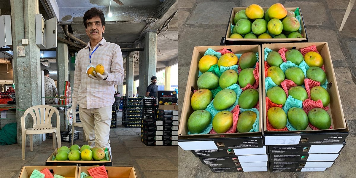 Navi Mumbai APMC market gets Alphonso mangoes from Malawi in Southeast