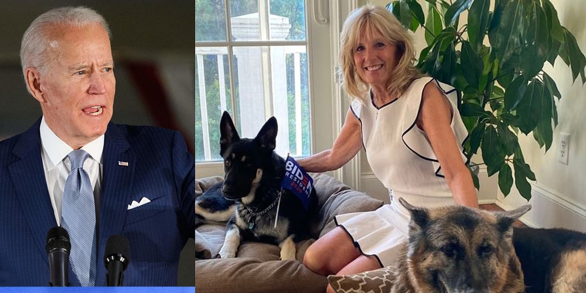 First dogs of America POTUSelect Joe Biden to bring 'DOTUS Dogs of
