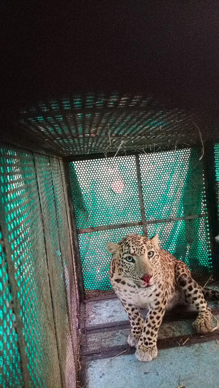 Indore: 11-month-old leopard cub rescued from Ujjaini – Umariya village
