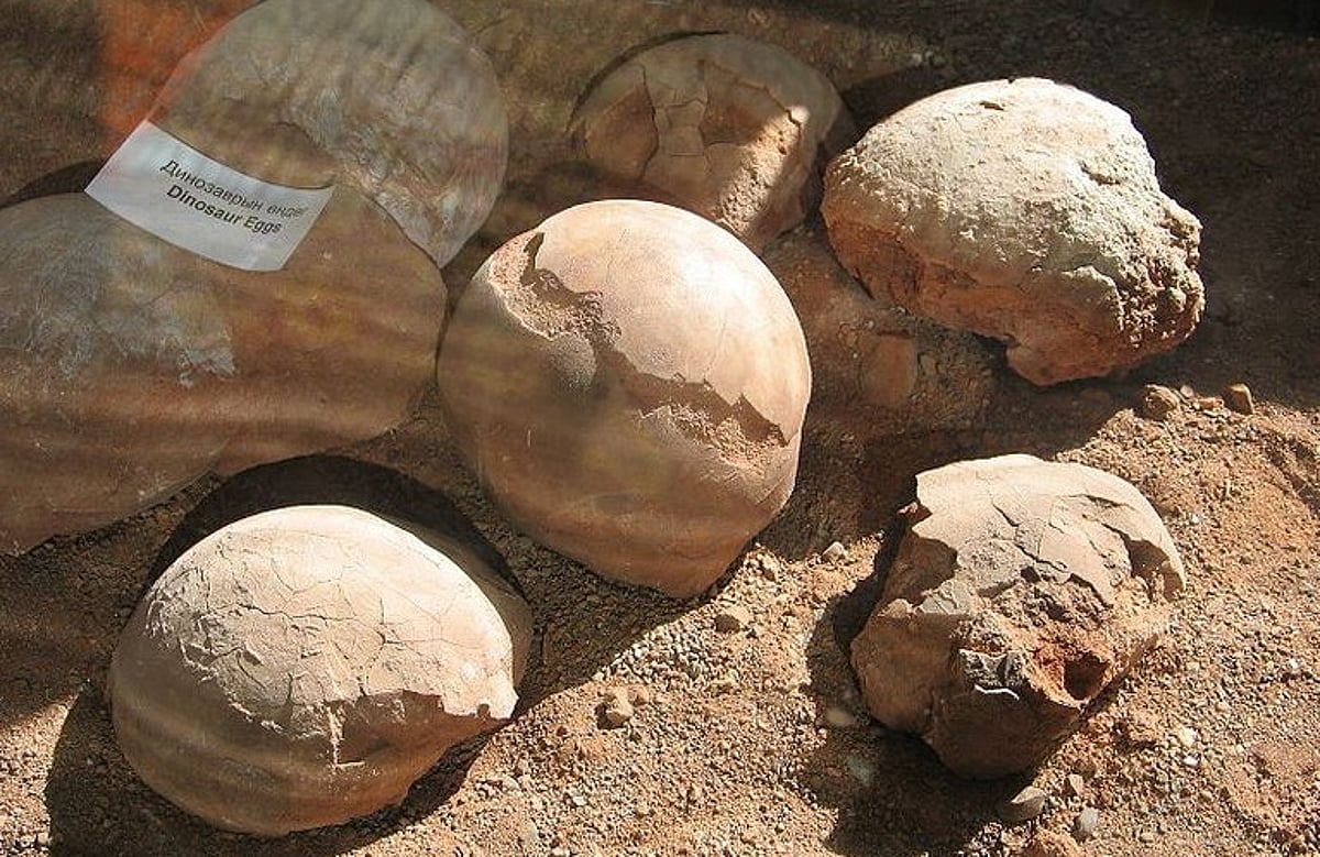 7 fossilised dinosaur eggs found in MP