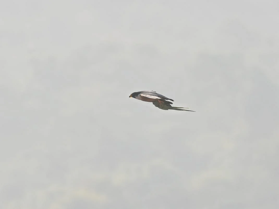 Panvel: In a first, citizens get involved in official bird count at Karnala Bird Sanctuary