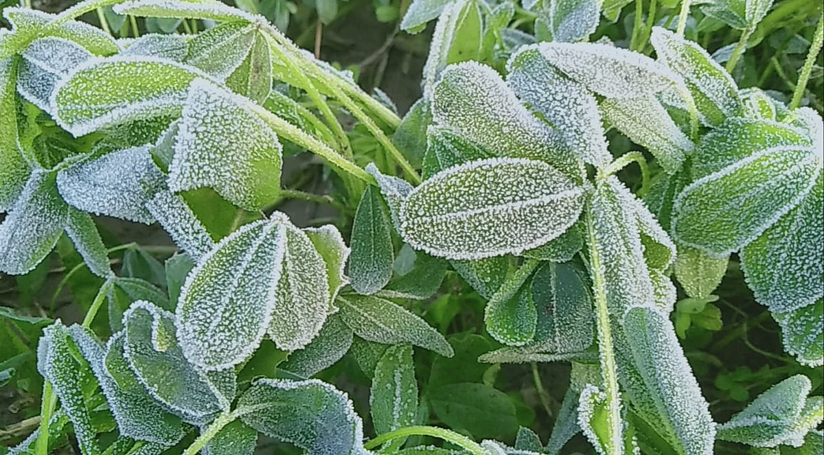 Madhya Pradesh: Crops loss in Mandsaur due to frost, officials begin a survey