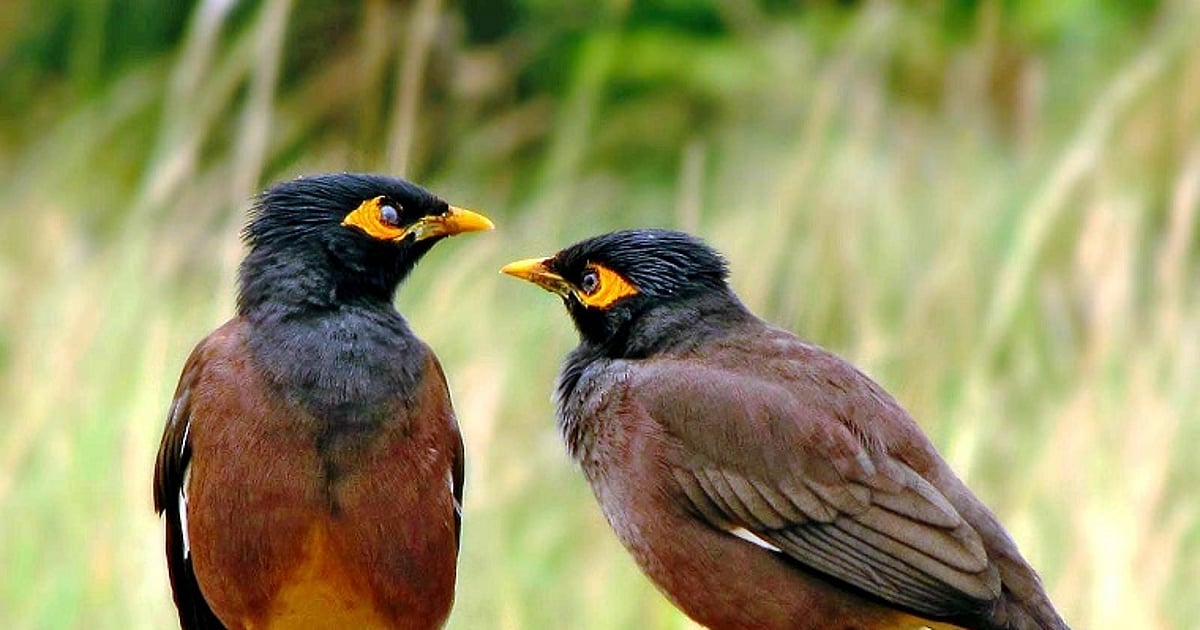 Chirping of birds at the press of a button at Uttar Pradesh's Kanpur zoo - Vimarsana News