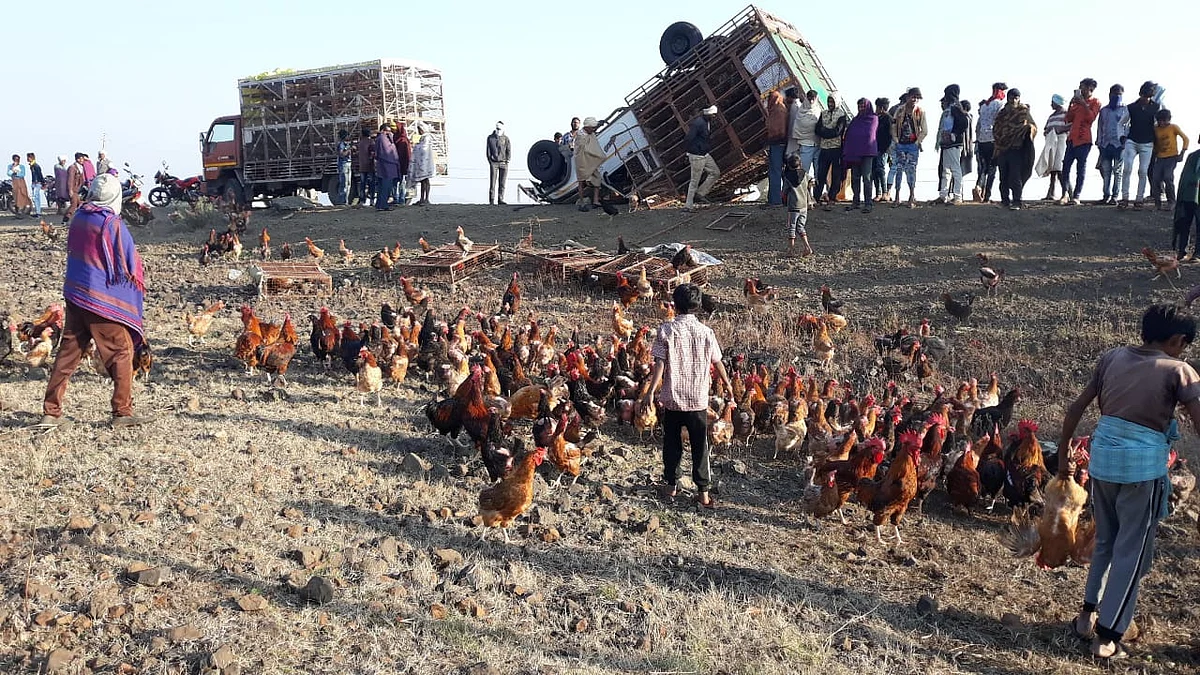 Chickens near overturned truck in Sendhwa tehsil