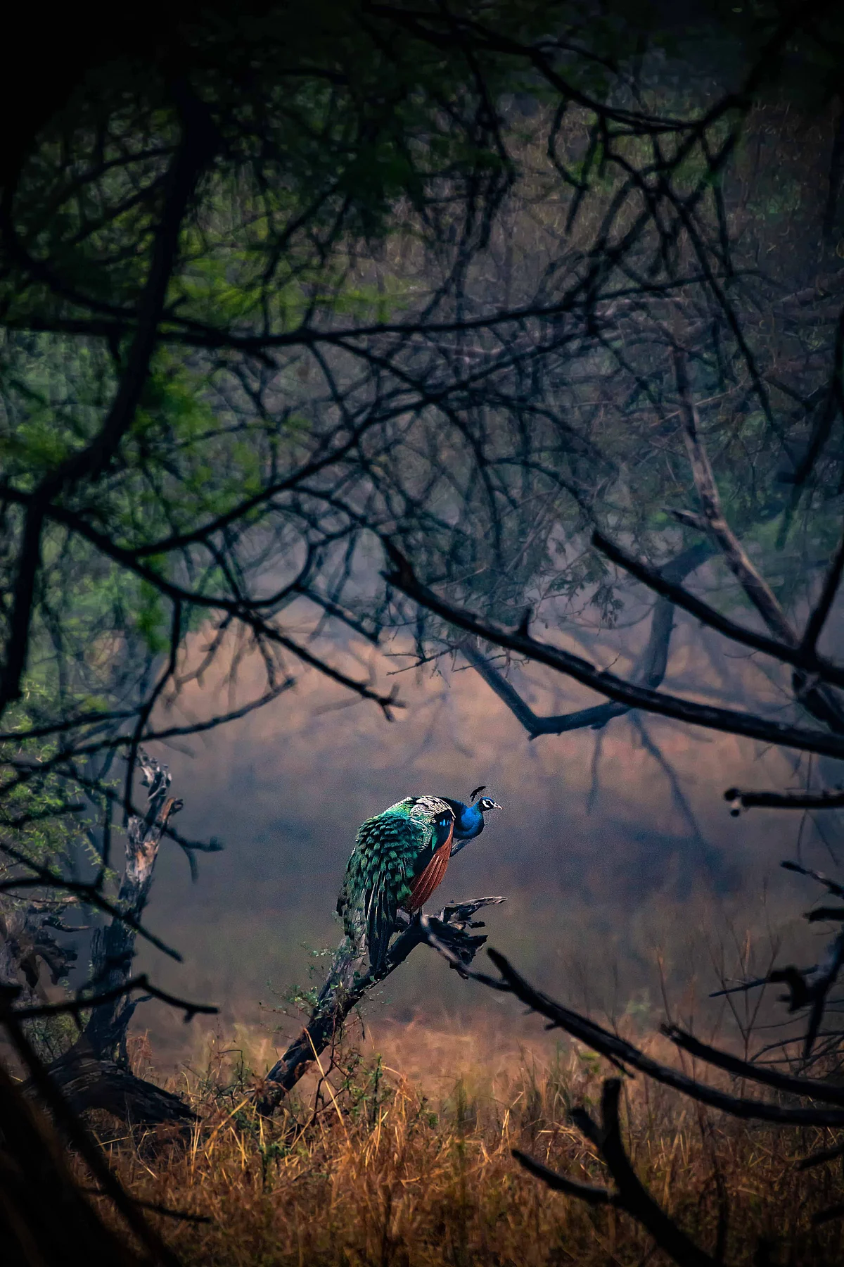 Pic by Rahul Kahar