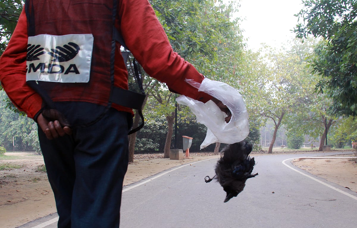 Centre confirms bird flu in poultry in 10 states - Vimarsana News